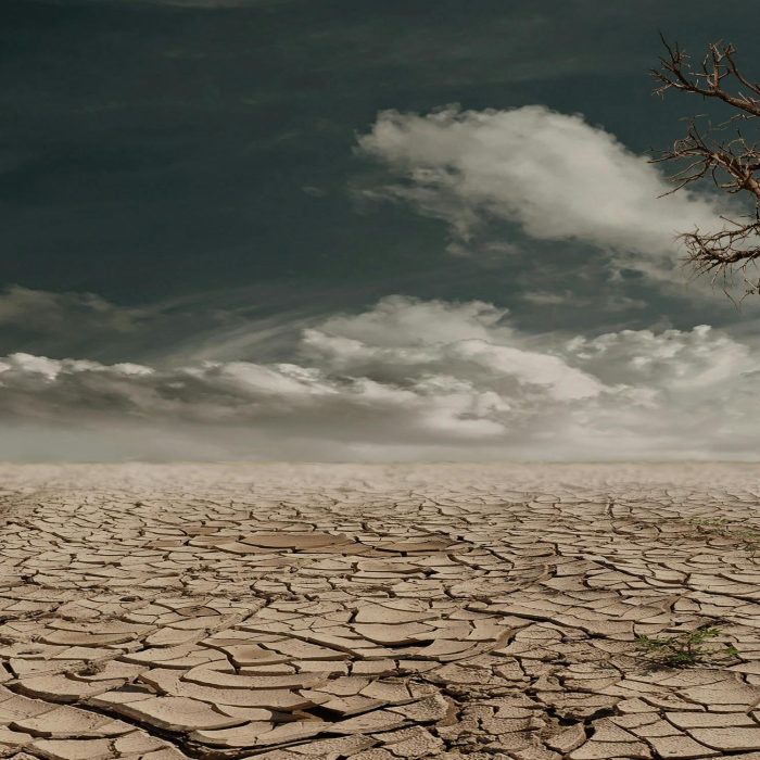 A Solitary Tree Stands Against A Cracked, Arid Landscape Under A Cloudy Sky, Illustrating Drought And Desertification.