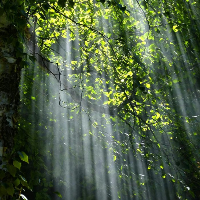 Sunbeams Radiate Through Lush Green Forest Leaves Creating A Serene Natural Scene.