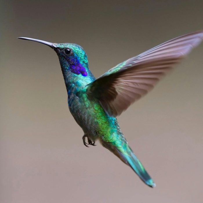 Colorful Hummingbird In Flight With Detailed Feathers And Vibrant Colors.