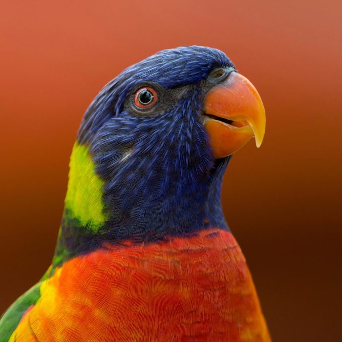 Colorful Close Up Of A Rainbow Lorikeet Showcasing Its Vibrant Plumage And Distinctive Beak.