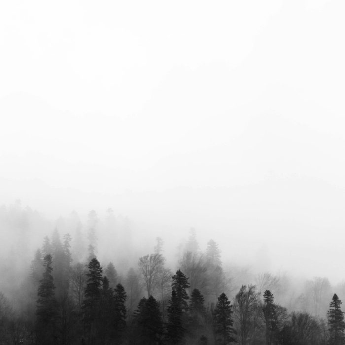 A Captivating Black And White View Of A Foggy Forest In Bușteni, Romania.