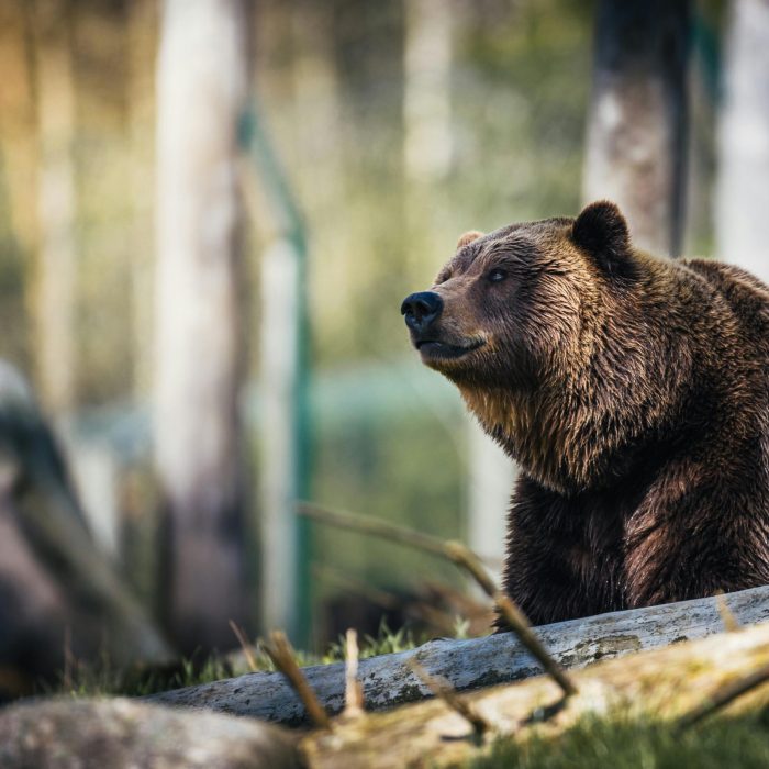 Close Up Of A Grizzly Bear Sitting Peacefully In A Forest Setting, Showcasing Its Powerful Presence.
