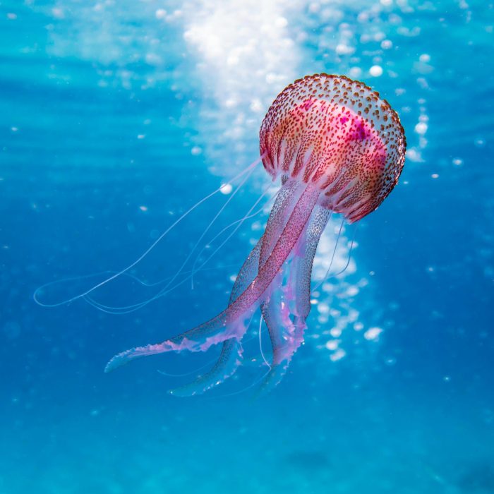Close Up Of A Vibrant Jellyfish Gracefully Swimming In The Clear Waters Of Illes Balears, Spain.