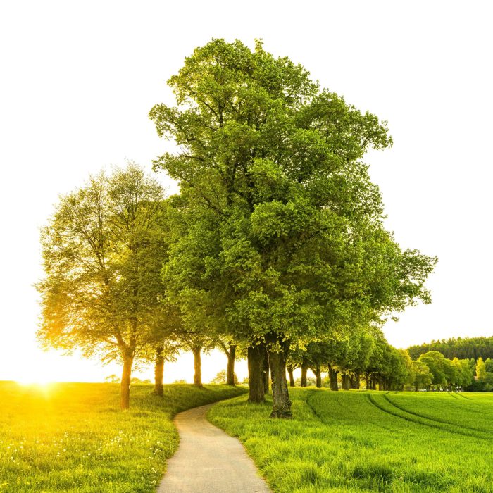 Idyllic Countryside Scene With A Sunlit Pathway Flanked By Lush Trees And Grass In Summer.