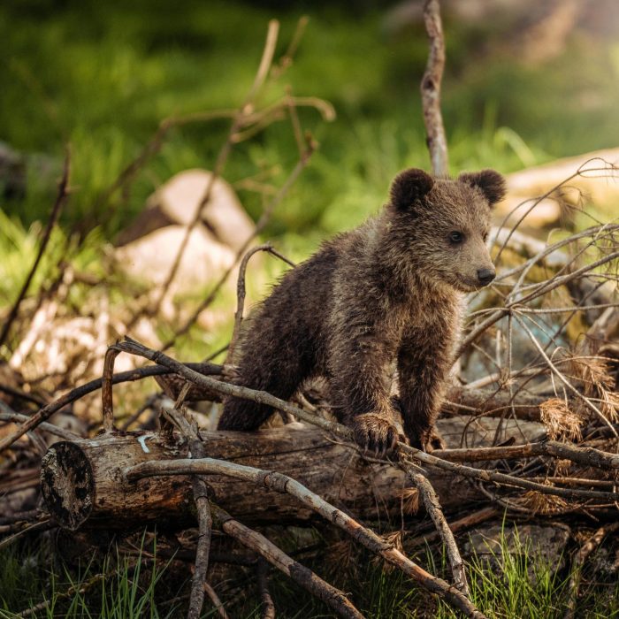 Adorable Bear Cub Exploring Its Natural Habitat On A Sunny Morning In The Forest.