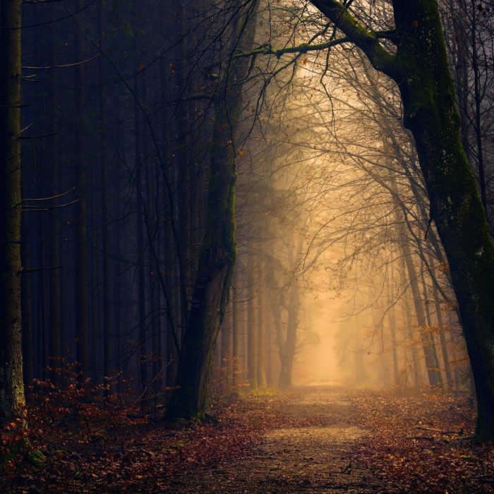Explore The Serene Beauty Of A Misty Forest Path At Dawn Surrounded By Autumnal Trees.