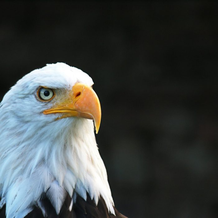 Majestic Bald Eagle With Striking Eyes And Beak In Natural Light