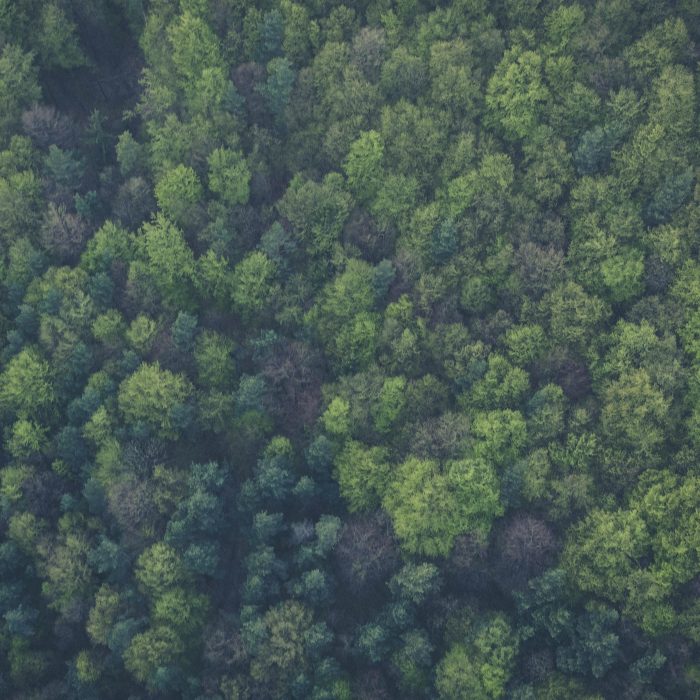 A Dense, Vibrant Forest Seen From Above, Showcasing Lush Green Foliage And Natural Beauty.