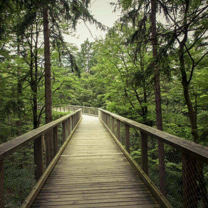 Explore A Scenic Wooden Walkway Through A Serene Green Forest, Perfect For Nature Lovers And Hikers.