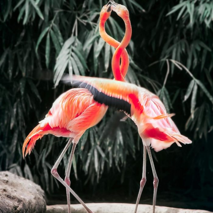 Two Flamingos Engage In A Vibrant Courtship Ritual Amidst Lush Greenery, Showcasing Their Vivid Feathers.