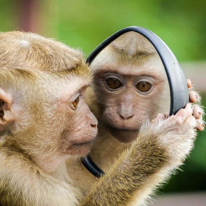 A Macaque Monkey Curiously Examines Its Reflection In A Handheld Mirror Outdoors.