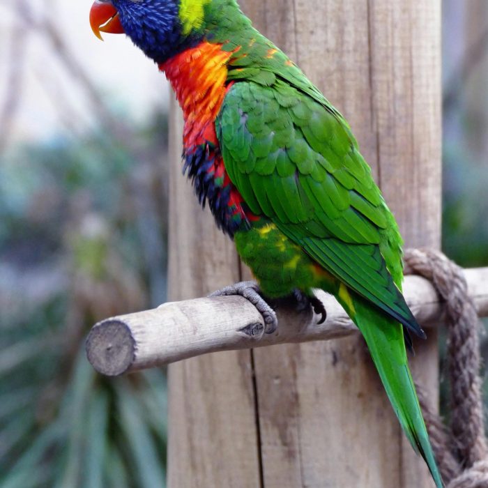 Colorful Rainbow Lorikeet With Vivid Feathers Sitting On A Branch Outdoors.