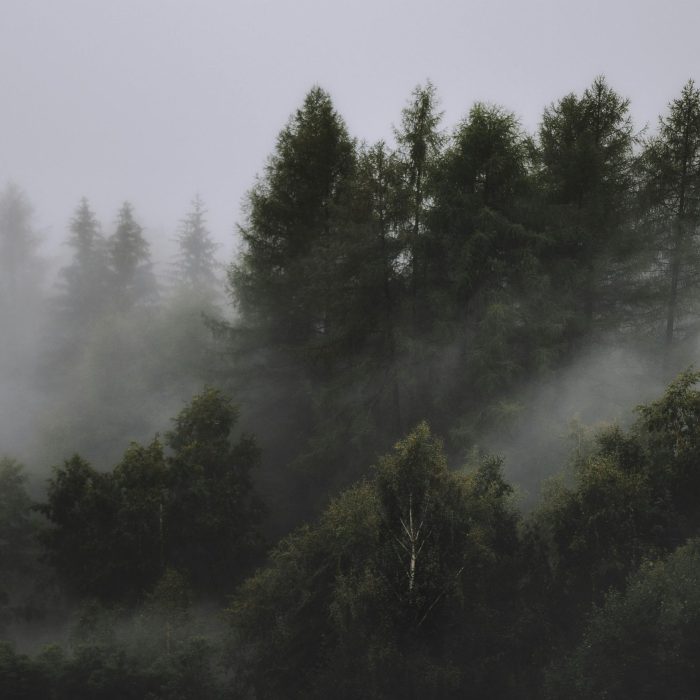 Serene View Of A Mist Covered Forest With Tall Coniferous Trees And Thick Fog.