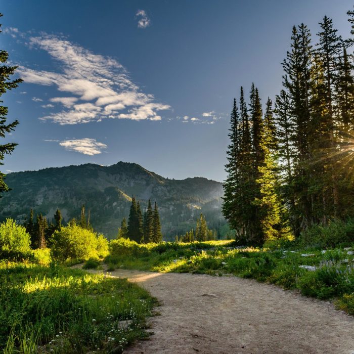 A Scenic View Of A Sunlit Pathway Through A Lush Forest Near Salt Lake City, Utah.