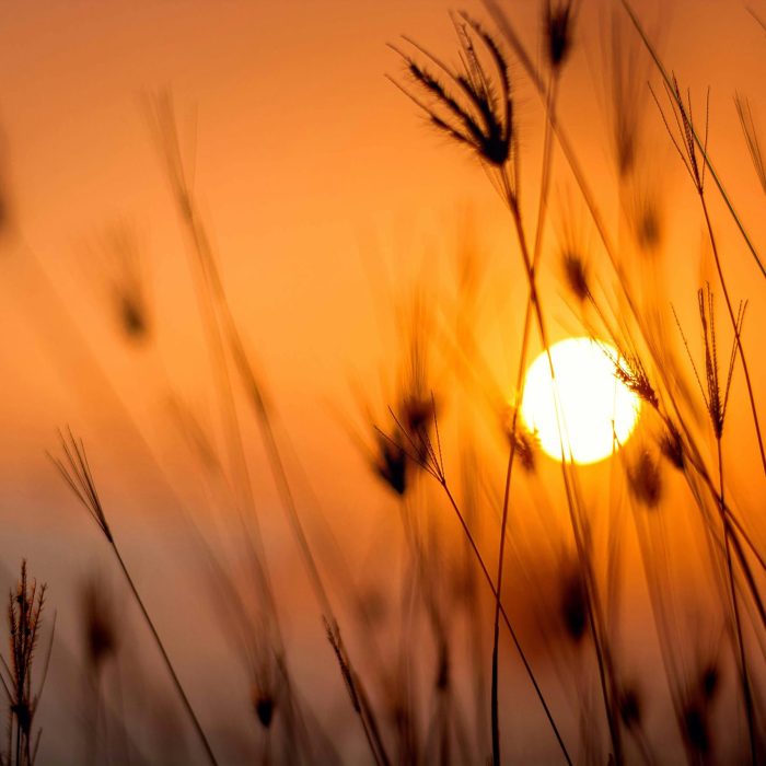 Silhouetted Grass Against A Stunning Orange Sunset In A Rural Landscape.