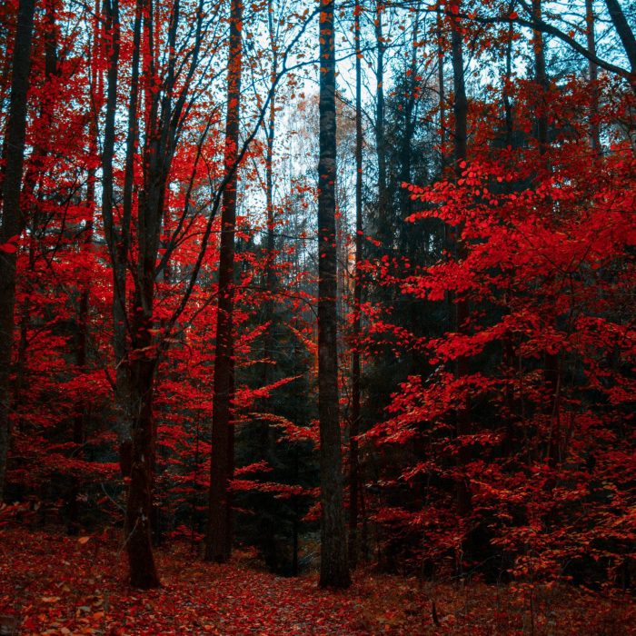 Stunning Autumn Forest With Vivid Red Leaves Highlighting The Beauty Of Fall.