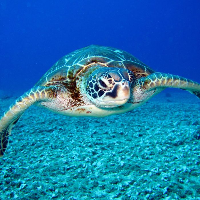 Close Up Of A Sea Turtle Gracefully Swimming Underwater, Showcasing Marine Life In Its Natural Habitat.