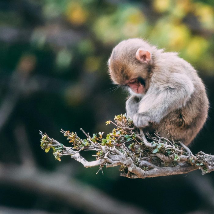 A Cute Young Macaque Resting On A Tree Branch With A Blurred Nature Background.