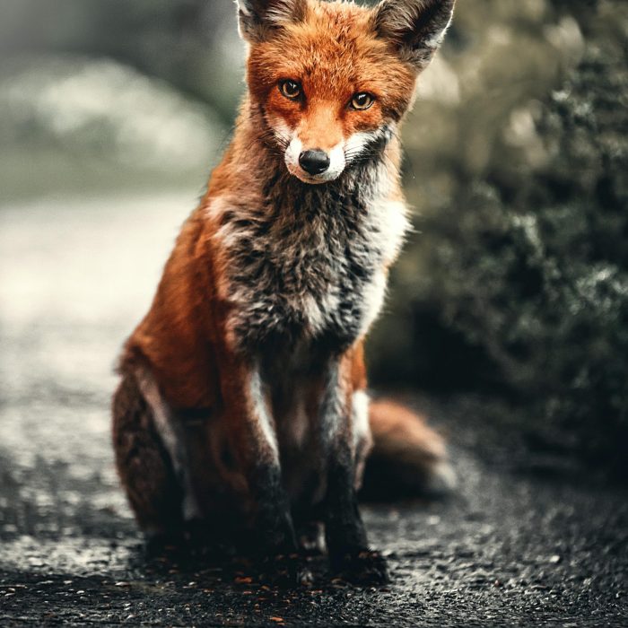 A Close Up Shot Of A Red Fox Sitting In Its Natural Habitat, Showcasing Its Captivating Eyes And Fur.