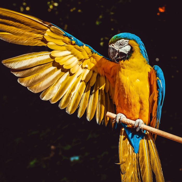 A Stunning Blue And Yellow Macaw With Wings Spread, Perched Gracefully On A Wooden Stick.