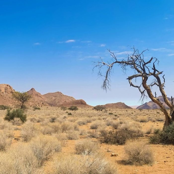 Beautiful Arid Desert Scene With Dried Tree And Mountains Under A Clear Blue Sky.