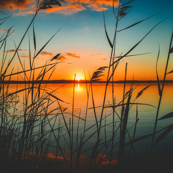 Tranquil Sunset View Over A Serene Lake With Reeds Silhouetted Against The Colorful Sky.