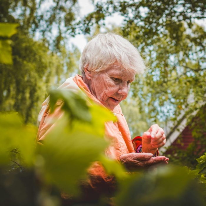 A Senior Woman Enjoying Leisure Time Picking Leaves In A Lush Garden Setting.