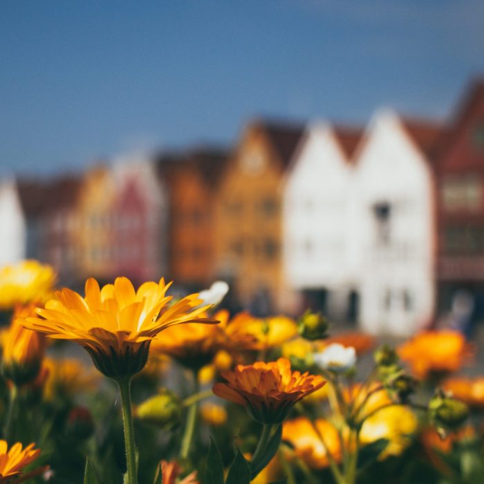 Vibrant Yellow Flowers Contrasted With Traditional Wooden Houses In Bergen, Norway, Under A Sunny Sky.