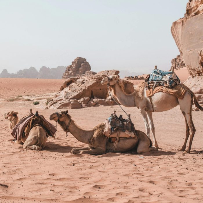 Camels Resting In The Sandy Wadi Rum Desert, Showcasing Jordan's Arid Beauty And Outdoor Adventure.