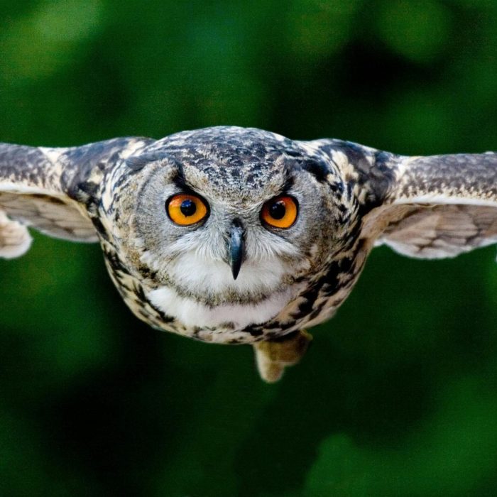 Majestic Owl Soaring; Vivid Eyes, Detailed Feathers Captured In Flight Over Lush Green Backdrop.