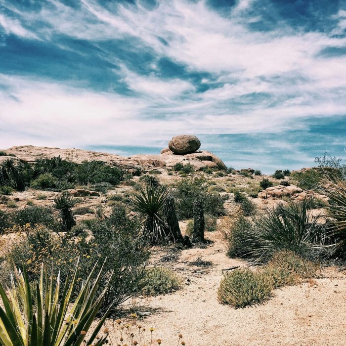 Explore The Arid Beauty Of Twentynine Palms With This Stunning Desert Landscape Featuring Yucca Plants And Rock Formations.