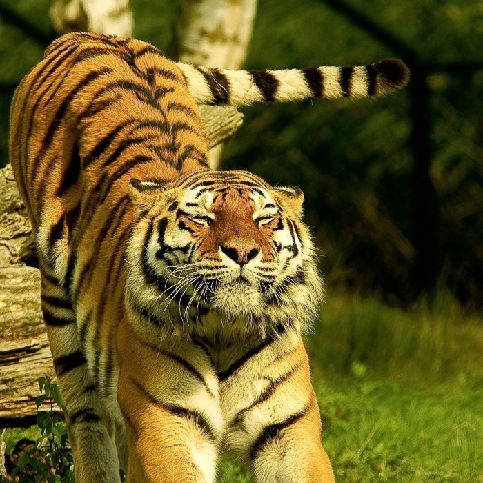 Close Up Of A Tiger Stretching In The Wild, Showcasing Its Powerful Form And Striped Fur.