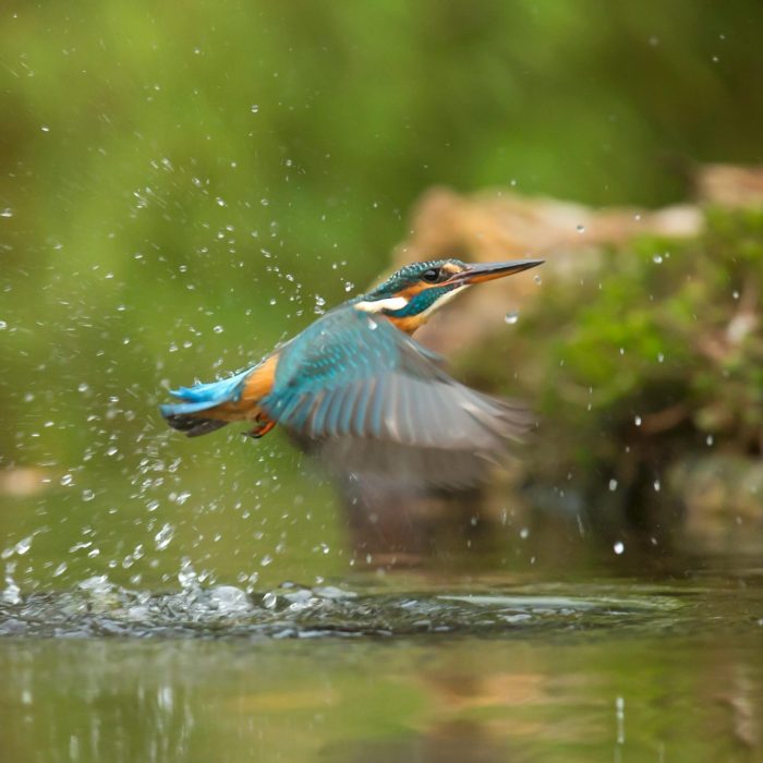A Vibrant Kingfisher Captured Mid Flight Creating Splashes Over Clear Water.