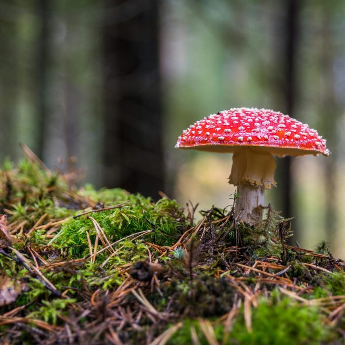 Close Up Of A Fly Agaric Mushroom On Mossy Forest Floor, Showcasing Its Vibrant Colors.