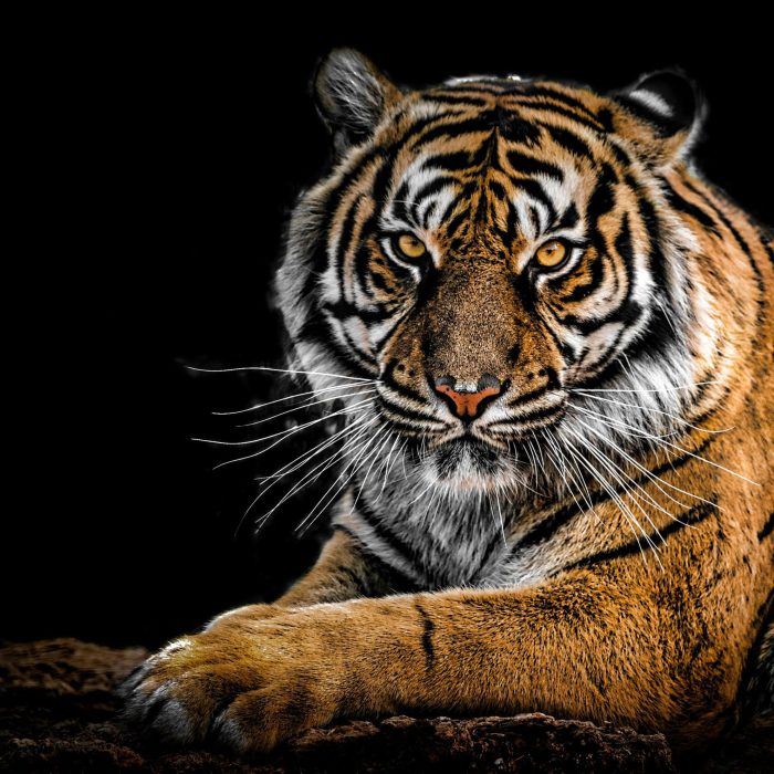 Close Up Portrait Of A Bengal Tiger Showcasing Its Fierce Gaze And Striking Stripes In A Dramatic Setting.