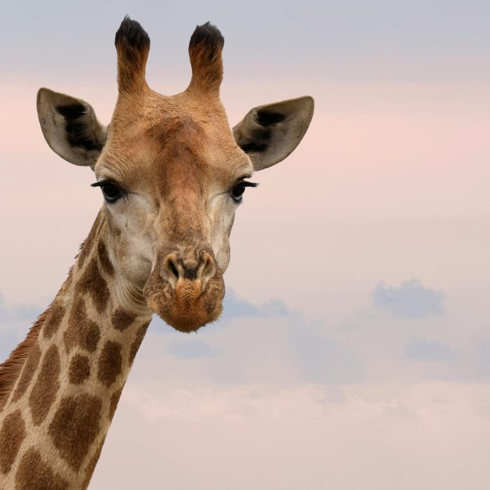Charming Close Up Of A Giraffe's Face Against A Gentle Sky In South Africa.