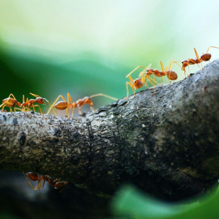 Close Up View Of Weaver Ants Working Together On A Tree Branch In Nature.