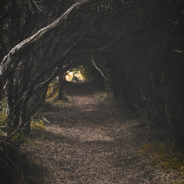 Eerie Forest Pathway Surrounded By Dense, Shadowy Woods Creating A Tunnel Like Ambience.