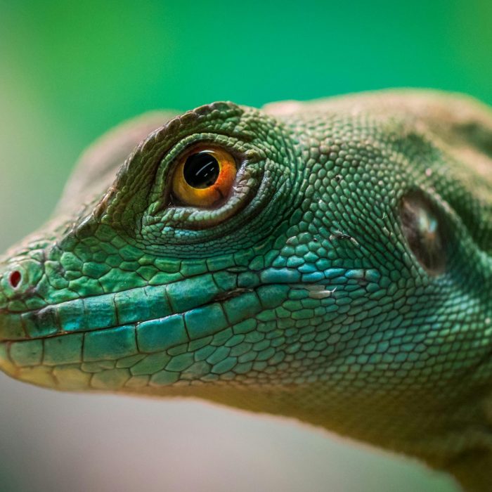 Detailed Close Up Of A Vibrant Green Lizard Showcasing Its Scales And Eye In A Tropical Setting.