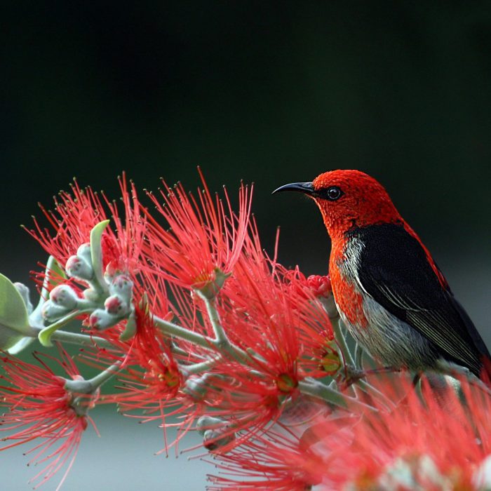 Close Up Of A Scarlet Honeyeater Perched On Vibrant Red Flowers, Showcasing Nature's Vivid Colors.